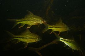 Osteochilus waandersii