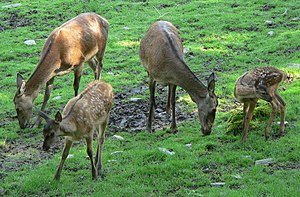 Cervus elaphus, small group of females with fawns