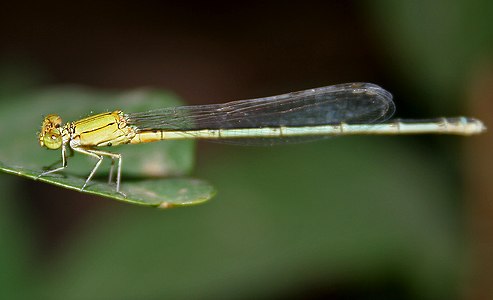 Pseudagrion rubriceps female