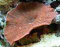 Corallimorpharia