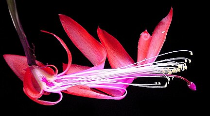 鳥媒花のシャコバサボテンの花断面図