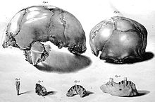 Dans le haut de la gravure est représenté le crâne Engis I de profil et de face ; Dans le bas, de gauche à droite, une incisive supérieure humaine de très grande taille, un fragment d’une mâchoire supérieure humaine, les os maxillaires d'un individu jeune (Engis 2) et un fragment d’une mâchoire inférieure humaine.