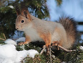 Обыкновенная белка (Sciurus vulgaris)