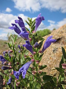 Scutellaria antirrhinoides.jpg