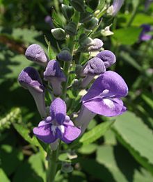 Scutellaria incana 1.jpg