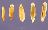 Secale cereale - cereal rye - Steve Hurst USDA-NRCS PLANTS Database.jpg