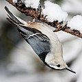 Adult male white-breasted nuthatch