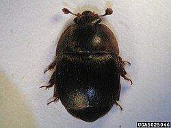 Small hive beetle.jpg