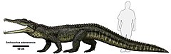 השוואה לאדם של Smilosuchus adamanensis