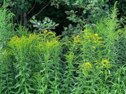 Kanādas zeltgalvīte (Solidago canadensis)