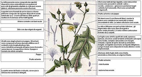 Descrizione delle parti della pianta