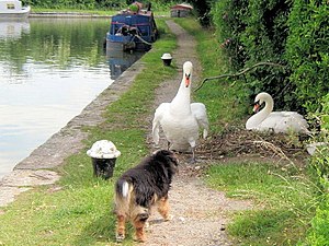 Da muss man sehr aufpassen, dass man es an den richtigen Platz baut. Papa Schwan hatte beispielsweise mal einen Schwan gesehen, der sein Nest auf einen Weg gebaut hatte. Das war ganz schön blöd, weil er lauter böse Hunde und Menschen wegjagen musste, die bestimmt seiner Frau und den Eiern etwas tun wollten.