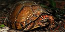 Three-toed box turtle (Terrapene triunguis), in situ, Walker County, Texas