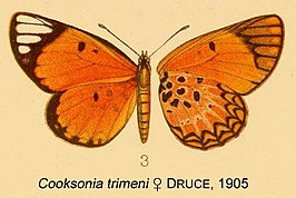 Cooksonia trimeni