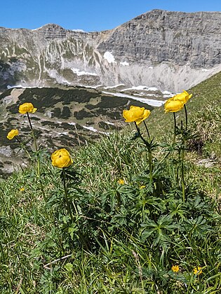 2. Trollblume (Trollius europaeus), Querlstein, Totes Gebirge, von Tigerente