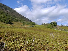 Vignoble en automne.