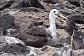 幼鳥 （1月、エスパニョラ島）