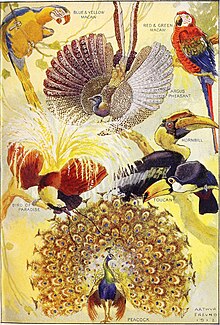 Page from an old dictionary showing birds with colorful plumage