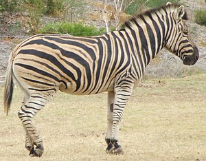 Zebra from Werribee Open Range Zoo, Victoria, ...