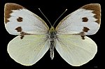 Pieris brassicae – Weibchen