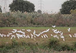 پرندگان مهاجر در پارک