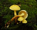 Flammula alnicola sin. Pholiota alnicola