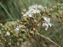 20140803Gypsophila fastigiata2.jpg