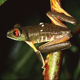 Vörösszemű levelibéka (Agalychnis callidryas)