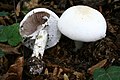 Agaricus sylvicola (comestible)