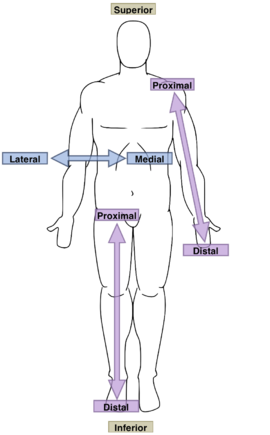 Introduction to Regional Anatomy/Lesson 3 - Wikiversity