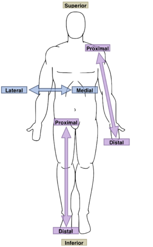 Description of anatomical directions. Made in ...