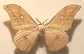 The Chinese oak silkmoth, Antheraea pernyi