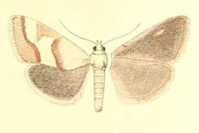 Anthophilopsis baphialis