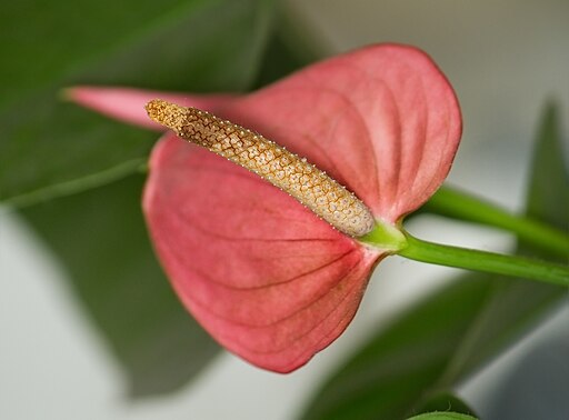 Anthurium sp