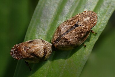 Slika:Aphrophora alni mating.jpg