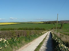 A country lane leading through green fields