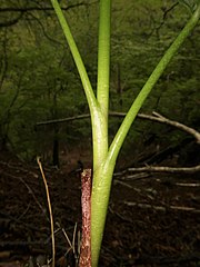 偽茎部の葉柄基部の開口部は、花序柄に密着して襟状に開出しない。