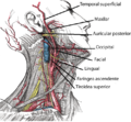 Arteria carótida externa.png, procedente de External carotid artery.png