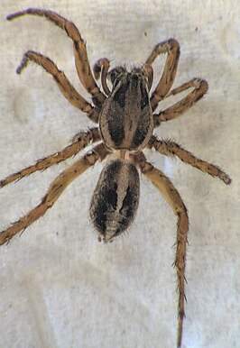 Artoriopsis expolita