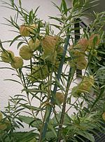 Miniatura para Asclepias physocarpa