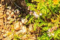 kozinec alpský Astragalus alpinus - VZ