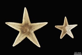 Astropecten primigenius (NHMD)