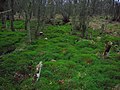 Areas of ground flora are dominated by Polytrichum, the hair moss.