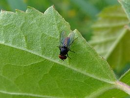 Azelia nebulosa