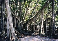 Banyan-Feige