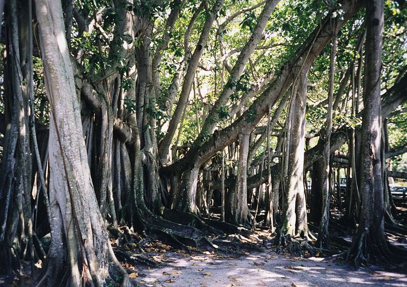 800px-Banyantree.jpg