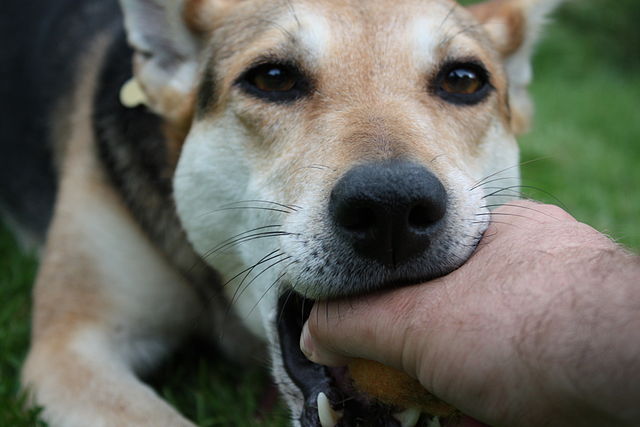 Tipos de agresiones en el perro