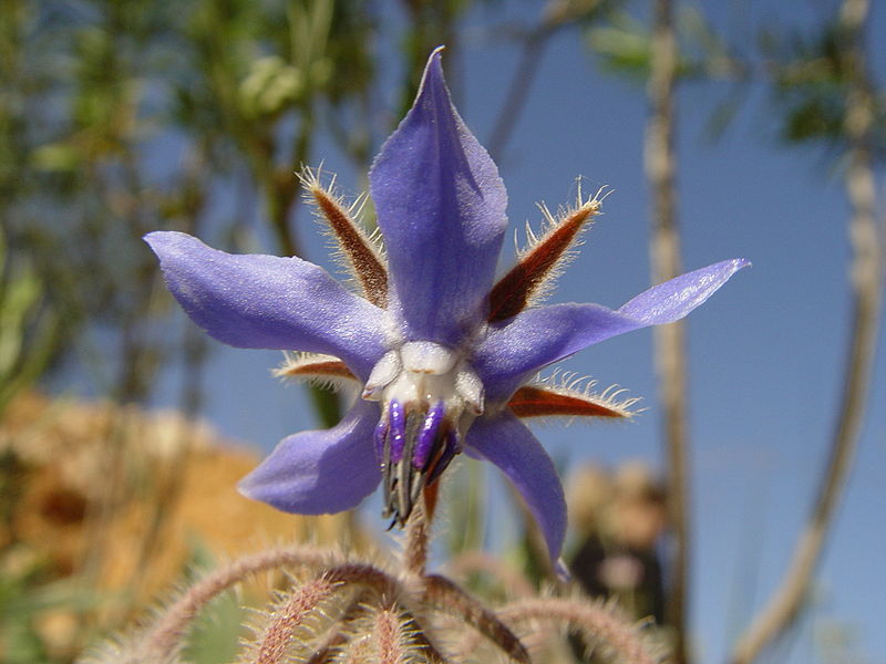 Fichier:Borago officinalis.JPG