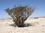 Pääosa maakunnasta on erittäin kuivaa aavikkoa.