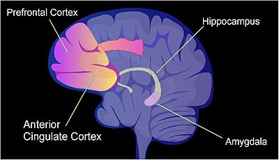 The identified areas of the human brain are involved in memory formation. Brain regions involved in memory formation.jpg